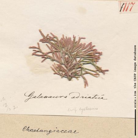 Tricleocarpa fragilis 117.jpg
